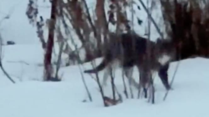 Un gato abandonado en la nieve