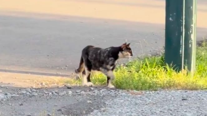Eine streunende Katze auf der Straße