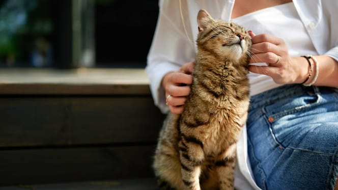A cat and its owner