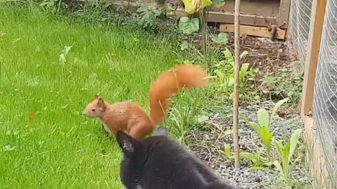 un chat et un écureuil