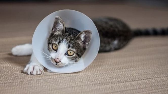 gatto con collare elisabettiamo