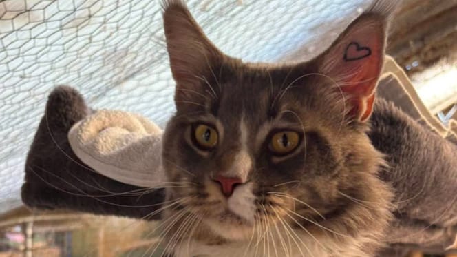 Un chat Maine Coon