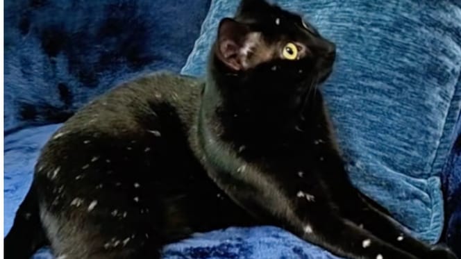 Un gatto nero con il vitiligine
