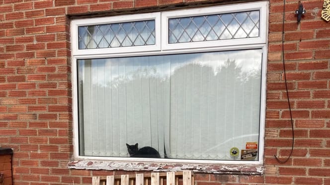 Un chat noir devant une fenêtre