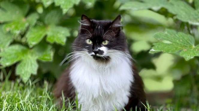 A black and white cat