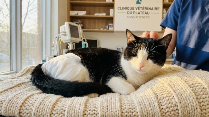 Een zwart-witte kat gewond door een pijl