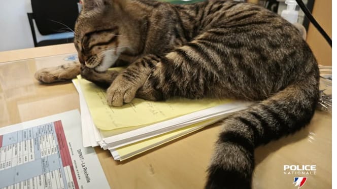 Un chat policier