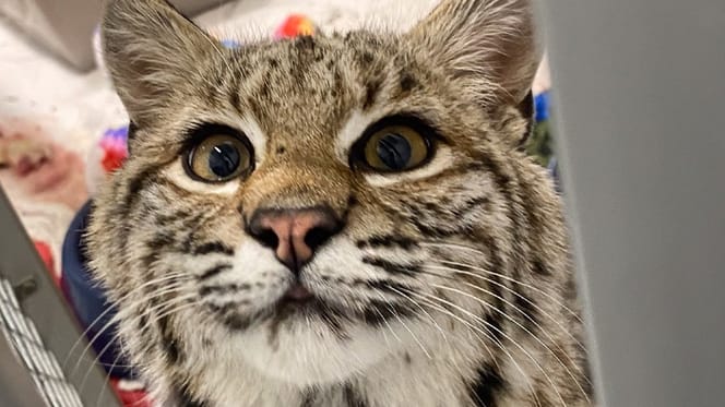 Un chat qui cache un secret