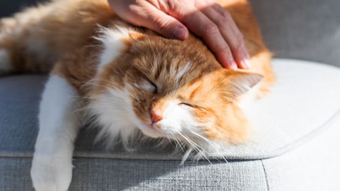 Un chat qui dort