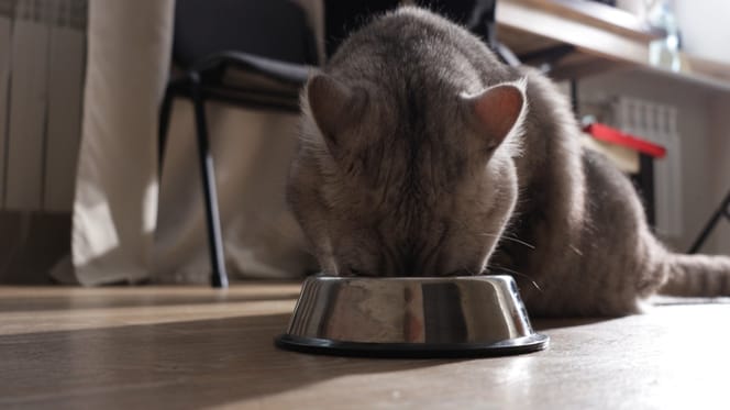 Un chat qui mange