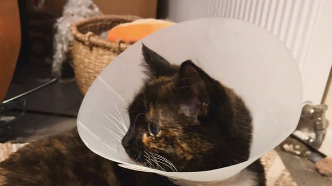 Un gatto che indossa una collare protettiva