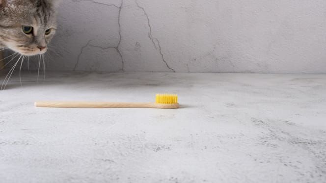 Un chat qui s'approche d'une brosse à dents
