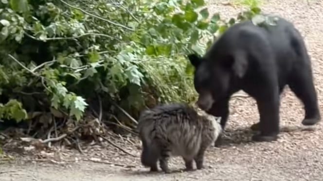Un chat qui se retrouve face à un ours