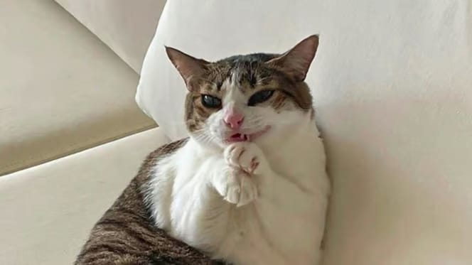 un chat qui semble faire une grimace effrayante