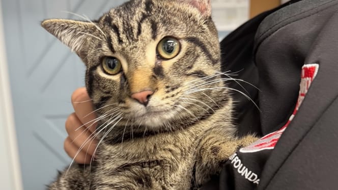 Ein Kater, der gerade ausgesetzt wurde