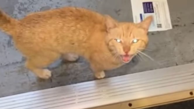 Un chat roux