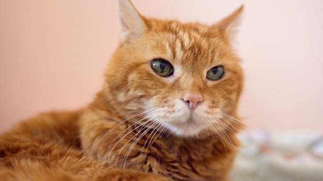A ginger cat