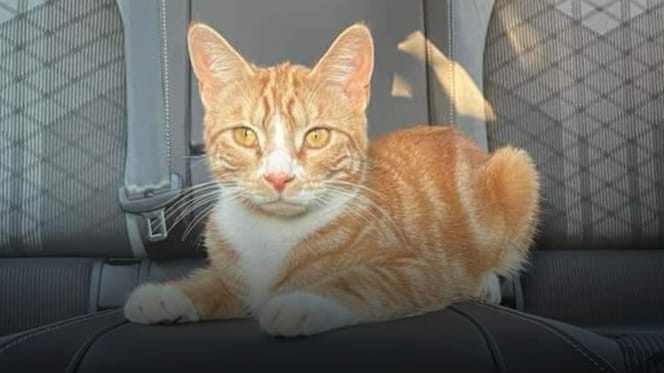 Rothaarige Katze im Auto