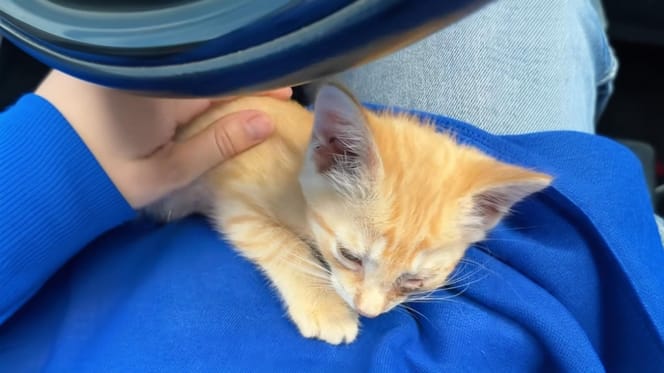 A ginger cat in a car