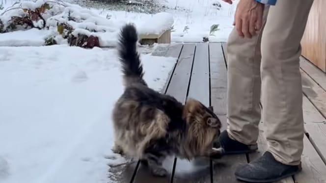 Un chat sibérien dans la neige