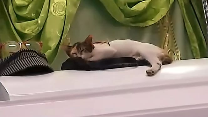 Eine Katze sitzt auf einem Sarg