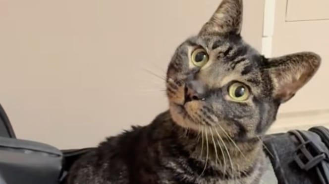A tabby cat