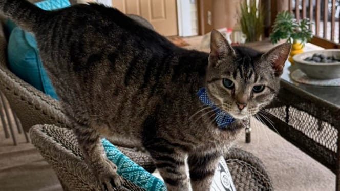 a tabby cat
