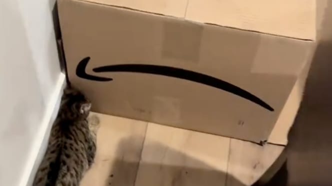 A tabby cat in front of a huge Amazon cardboard box