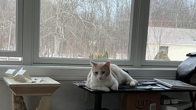 A cat relaxing at home