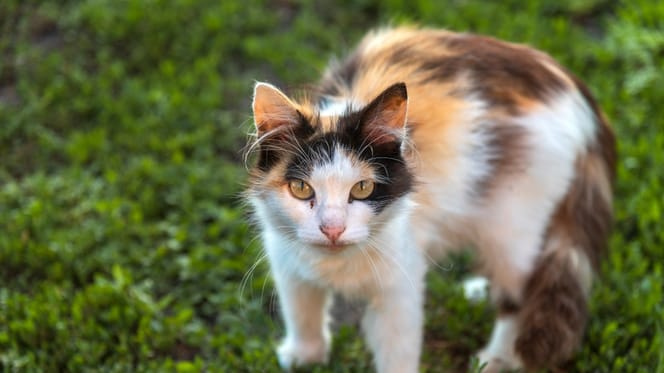 Un chat tricolore