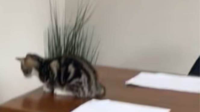 Un chaton