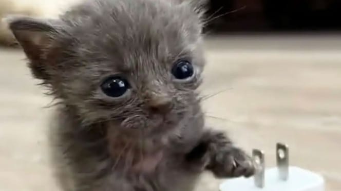 Un chaton