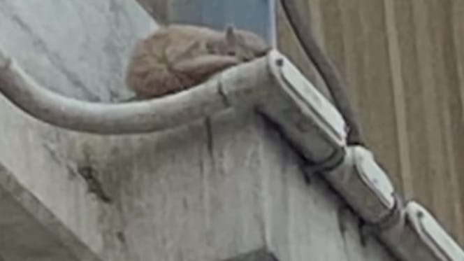 A kitten