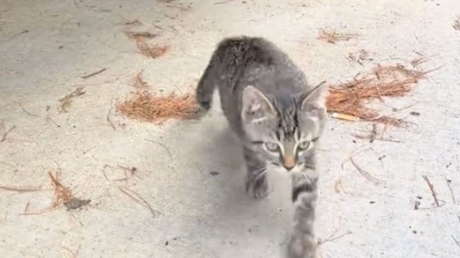 Een jonge kitten