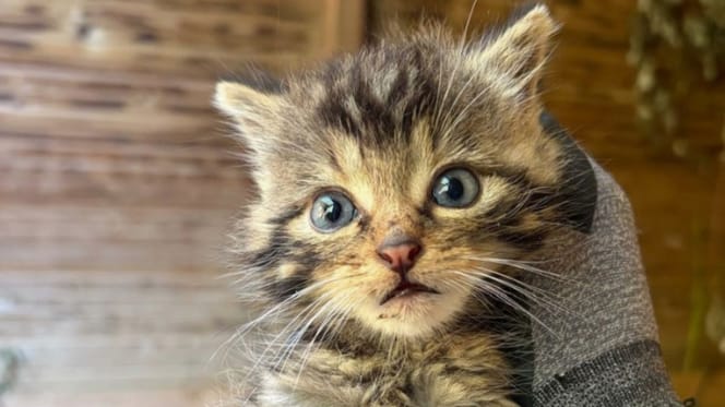 Een kitten