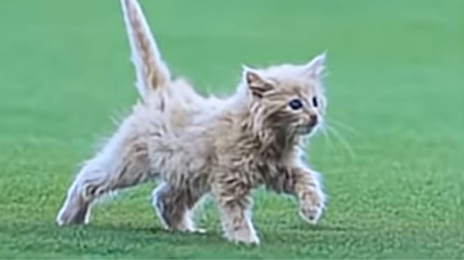Un gattino in uno stadio
