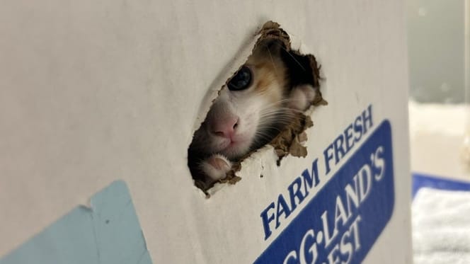 Un chaton dans une boite d'oeufs