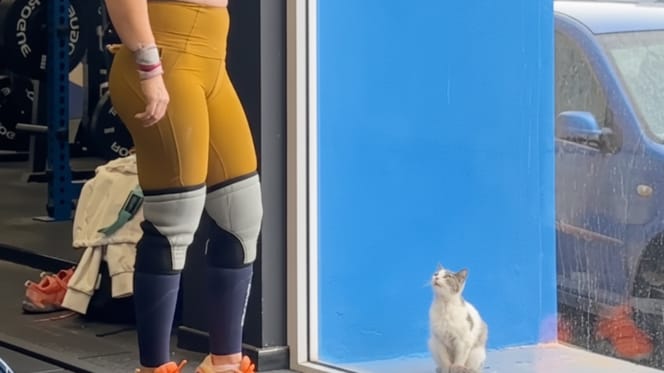Una gattina davanti a una palestra