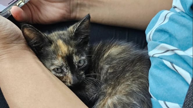 Un chaton écaille de tortue