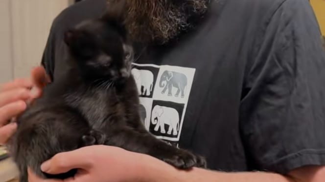 Un chaton noir