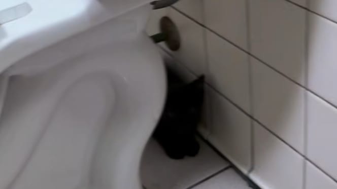 Un chaton noir caché derrière des toilettes