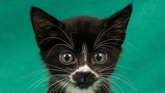 A black and white kitten