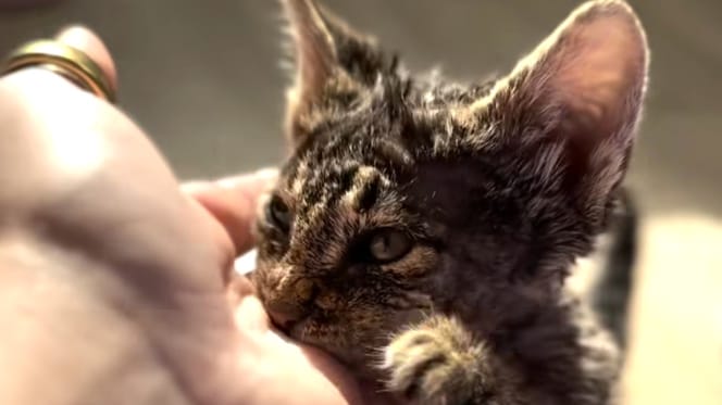 Un chaton recouvert de peinture