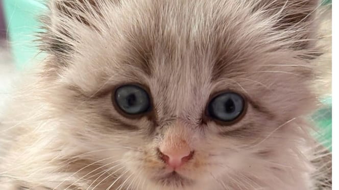 un chaton retrouvé dans une poubelle
