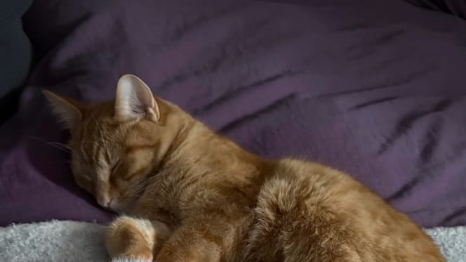 Un chaton roux en train de dormir sur une couverture