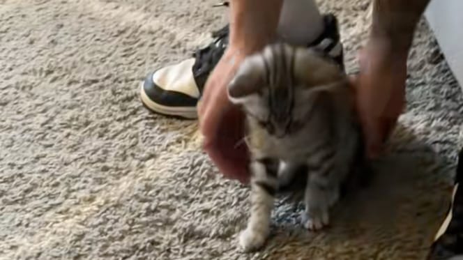 Un chaton tigré