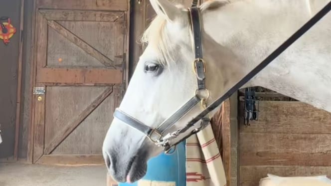 Un cheval blanc
