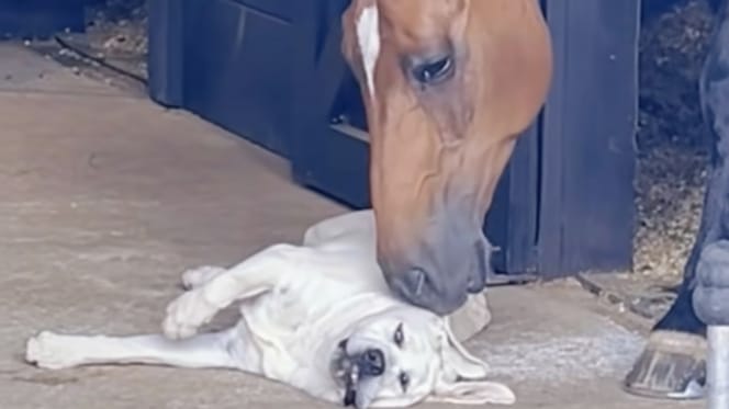 Koń przytulający labradora