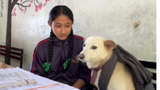 un chien à l'école