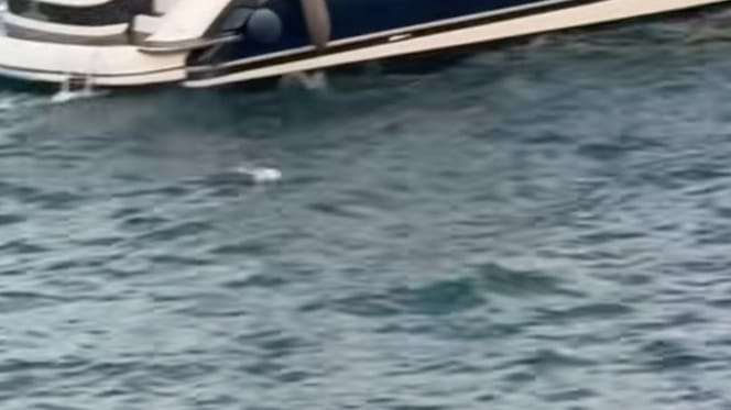 Un chien à la mer